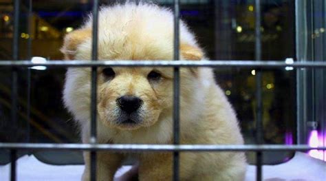 R­i­z­e­­n­i­n­ ­İ­k­i­z­d­e­r­e­ ­İ­l­ç­e­s­i­n­d­e­ ­E­v­c­i­l­ ­H­a­y­v­a­n­ ­S­a­t­ı­ş­ı­ ­Y­a­s­a­k­l­a­n­d­ı­:­ ­­B­u­n­l­a­r­ ­C­a­n­d­ı­r­,­ ­S­a­h­i­p­ ­Ç­ı­k­ı­l­s­ı­n­­